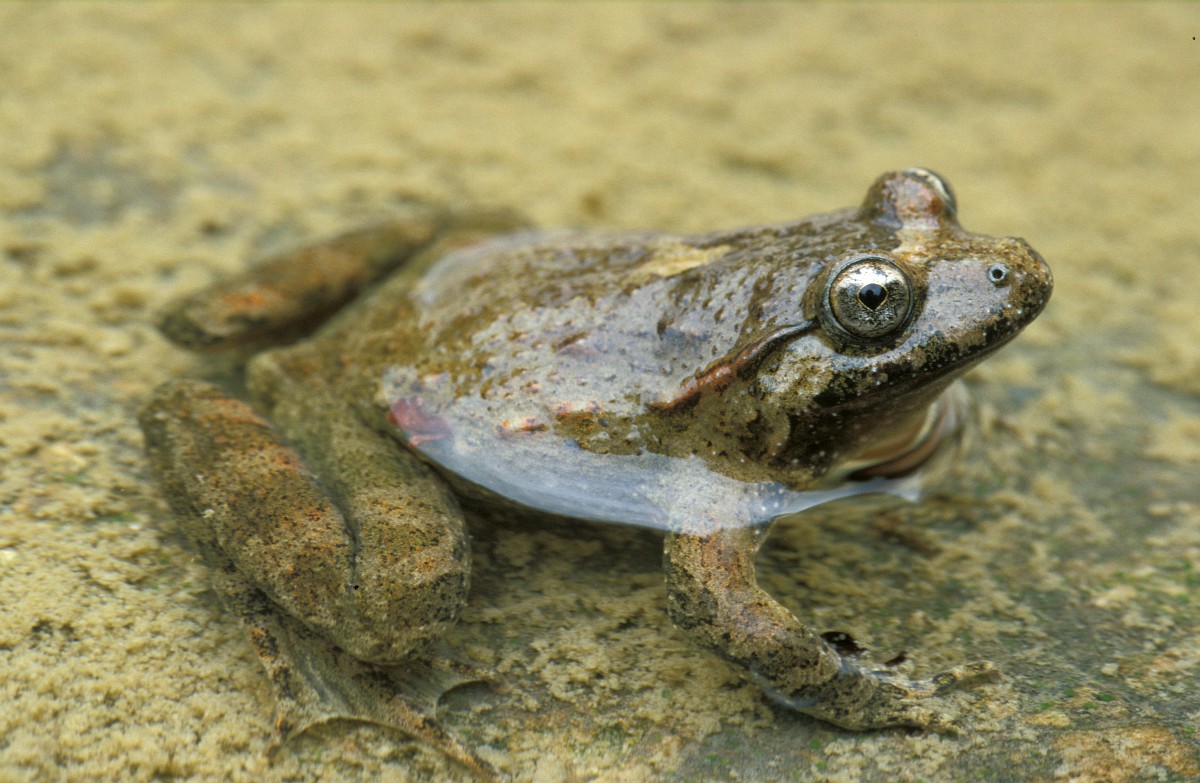 Discoglossus sardus, Tyrrhenian Painted Frog